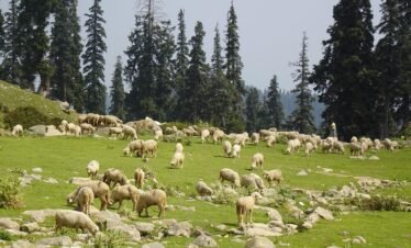 sheep, livestock, meadows, himalayas, wool, mountain, gujjar, bakkarwal, nomad, kashmiri, gulmarg, pasture, india, gulmarg, gulmarg, gulmarg, gulmarg, gulmarg