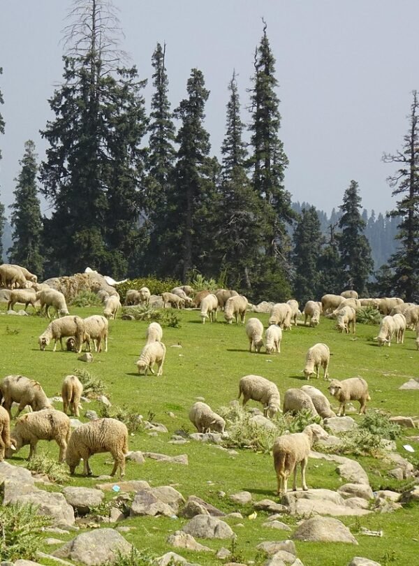 sheep, livestock, meadows, himalayas, wool, mountain, gujjar, bakkarwal, nomad, kashmiri, gulmarg, pasture, india, gulmarg, gulmarg, gulmarg, gulmarg, gulmarg