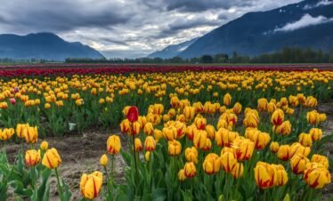 Colorful tulip fields under dramatic skies with mountains in Agassiz, BC, Canada.