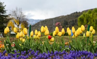 Beautiful yellow tulips bloom in a vibrant garden in Srinagar, surrounded by scenic mountains.