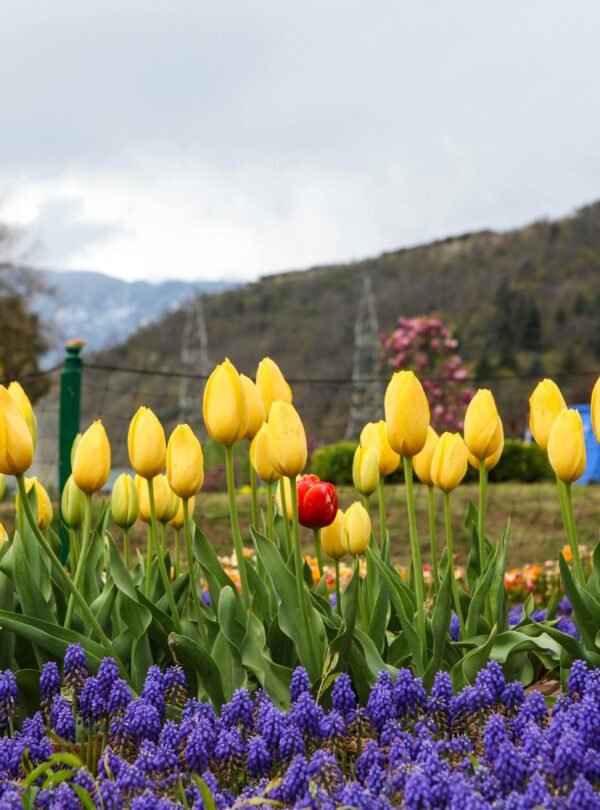 Beautiful yellow tulips bloom in a vibrant garden in Srinagar, surrounded by scenic mountains.