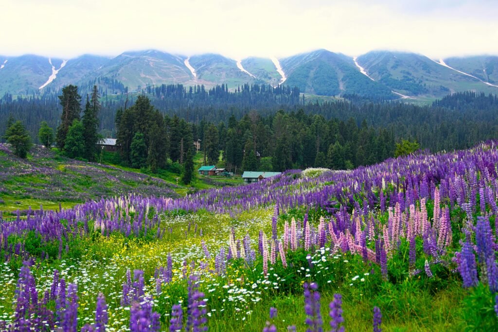 Explore the breathtaking purple lupine fields set against the picturesque Kashmir mountain backdrop.