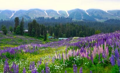 Explore the breathtaking purple lupine fields set against the picturesque Kashmir mountain backdrop.
