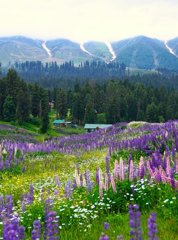 Explore the breathtaking purple lupine fields set against the picturesque Kashmir mountain backdrop.