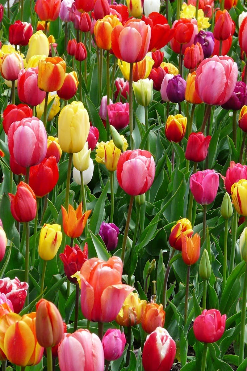 A colorful array of tulips blooming in a field, showcasing the beauty of spring season.